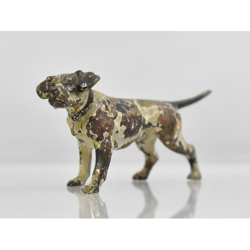 11 - A Small Cold Painted Bronze Study of a Foxhound, Traces of Enamels Remain, 7.5cms Long