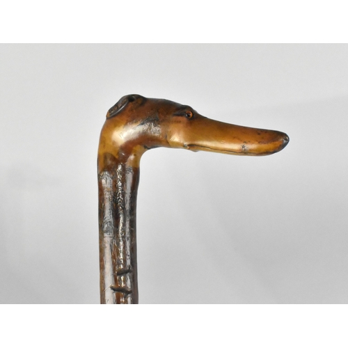 141 - A Rustic Walking Stick with Carved Greyhound Head Handle and Glass Eyes, 86cms Long