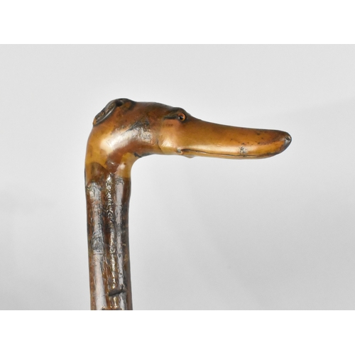 141 - A Rustic Walking Stick with Carved Greyhound Head Handle and Glass Eyes, 86cms Long
