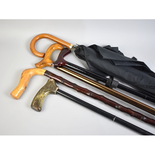 221 - A Collection of Walking Sticks and an Umbrella