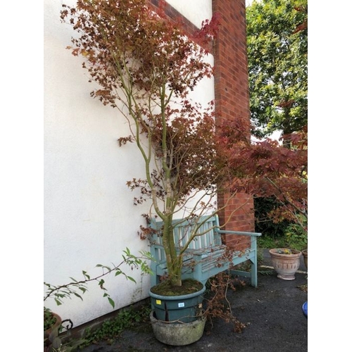 404 - Garden plants: A large red garden Acer approx 7ft tall