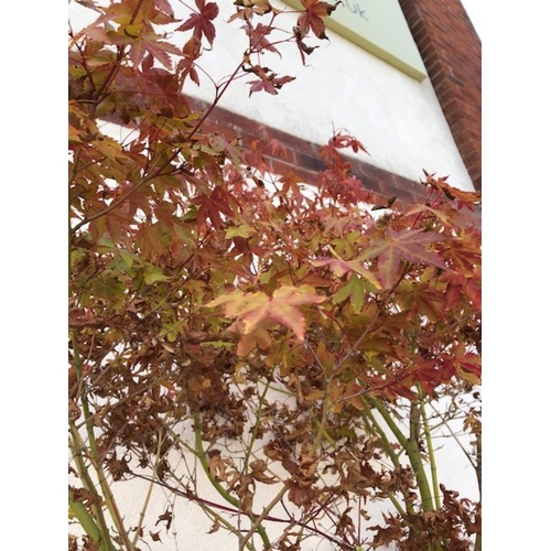 404 - Garden plants: A large red garden Acer approx 7ft tall