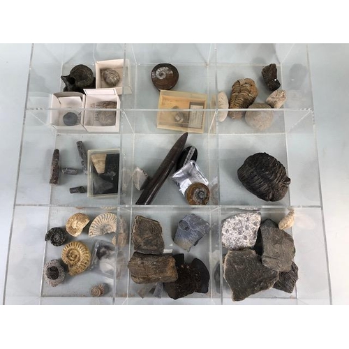 170 - Fossil interest, Collection of Jurassic coast fossils and others, to include a good size curled tril... 