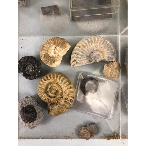 170 - Fossil interest, Collection of Jurassic coast fossils and others, to include a good size curled tril... 