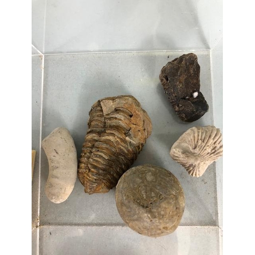 170 - Fossil interest, Collection of Jurassic coast fossils and others, to include a good size curled tril... 