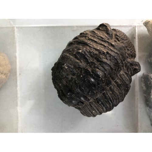 170 - Fossil interest, Collection of Jurassic coast fossils and others, to include a good size curled tril... 