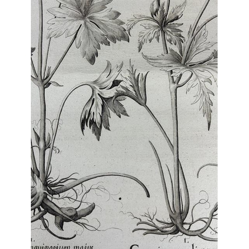 227 - After Basilius Besler: etching from 'Hortus Eystettensis'