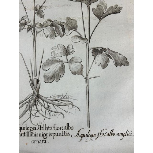 387 - After Basilius Besler: etching from 'Hortus Eystettensis'