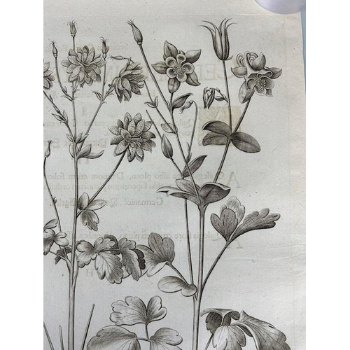 387 - After Basilius Besler: etching from 'Hortus Eystettensis'