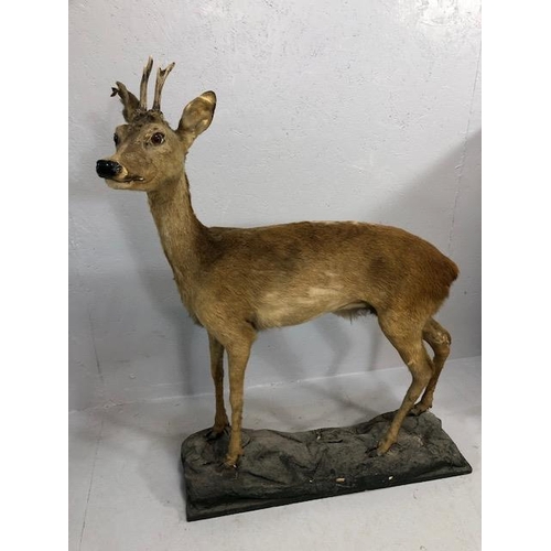 182 - Taxidermy , Vintage full study of female Roe deer  with antlers standing on a  faux rock base   appr... 