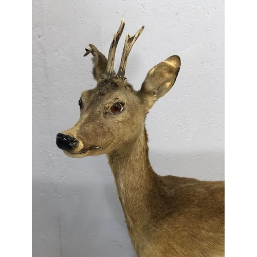 182 - Taxidermy , Vintage full study of female Roe deer  with antlers standing on a  faux rock base   appr... 