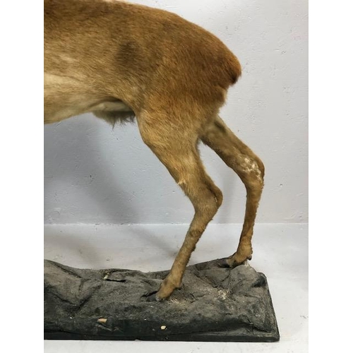 182 - Taxidermy , Vintage full study of female Roe deer  with antlers standing on a  faux rock base   appr... 