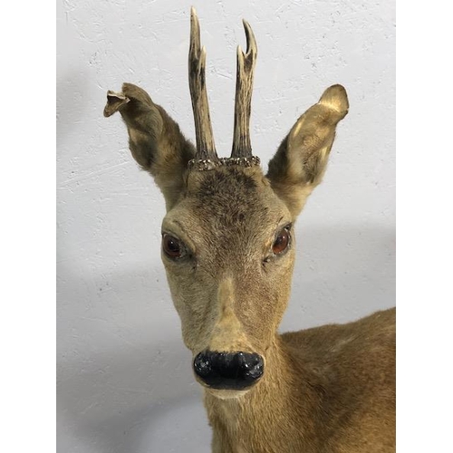 182 - Taxidermy , Vintage full study of female Roe deer  with antlers standing on a  faux rock base   appr... 