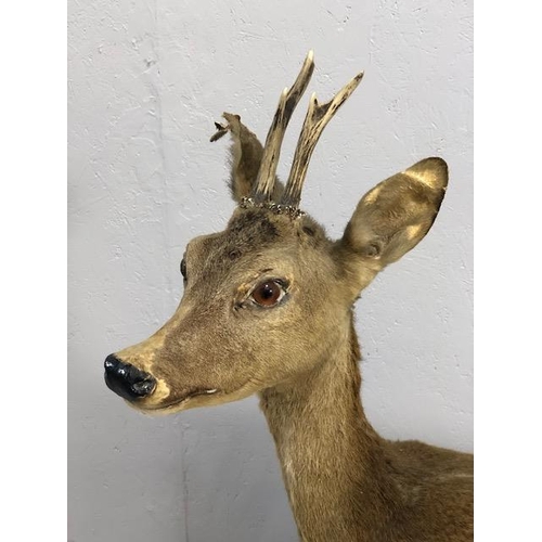 182 - Taxidermy , Vintage full study of female Roe deer  with antlers standing on a  faux rock base   appr... 