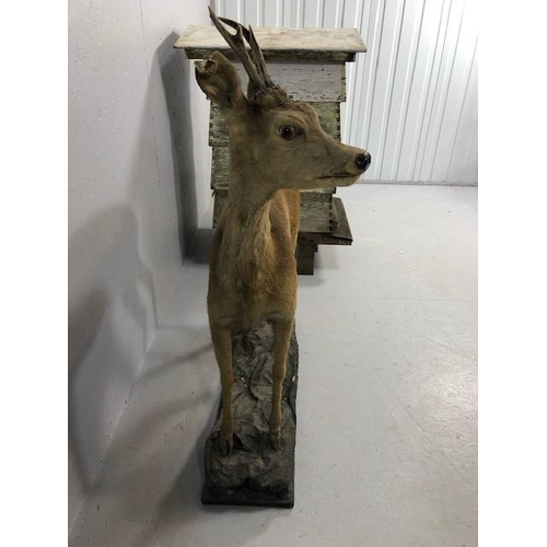 182 - Taxidermy , Vintage full study of female Roe deer  with antlers standing on a  faux rock base   appr... 