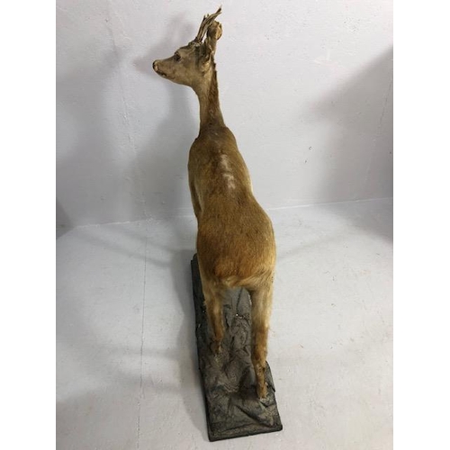 182 - Taxidermy , Vintage full study of female Roe deer  with antlers standing on a  faux rock base   appr... 