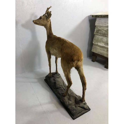 182 - Taxidermy , Vintage full study of female Roe deer  with antlers standing on a  faux rock base   appr... 