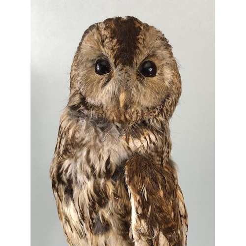 231 - Taxidermy Interest, vintage Tawny Owl in life like pose mounted on a a bark stump with log base appr... 