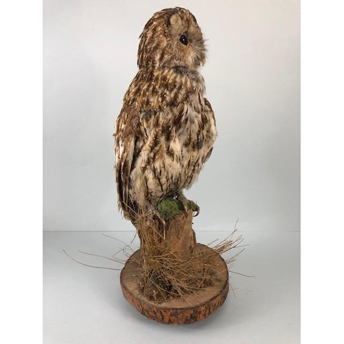 231 - Taxidermy Interest, vintage Tawny Owl in life like pose mounted on a a bark stump with log base appr... 