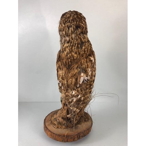 231 - Taxidermy Interest, vintage Tawny Owl in life like pose mounted on a a bark stump with log base appr... 