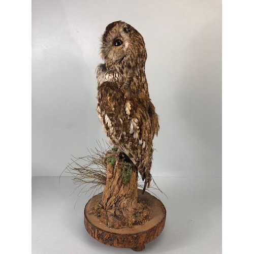 231 - Taxidermy Interest, vintage Tawny Owl in life like pose mounted on a a bark stump with log base appr... 