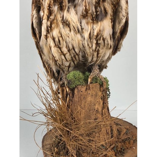 231 - Taxidermy Interest, vintage Tawny Owl in life like pose mounted on a a bark stump with log base appr... 