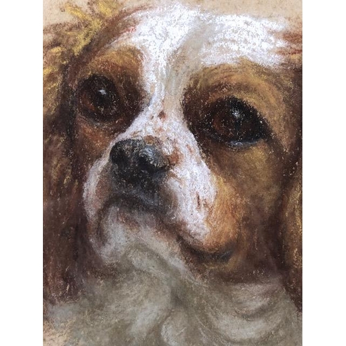 152 - Pastel  portrait of  a Cavalier King Charles Spaniel, Cobbly of Corr Castle, copy of Pedigree form a... 