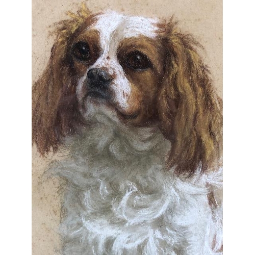 152 - Pastel  portrait of  a Cavalier King Charles Spaniel, Cobbly of Corr Castle, copy of Pedigree form a... 