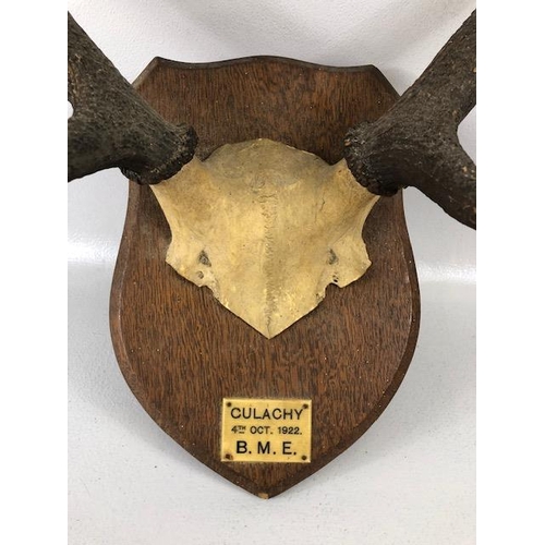 171 - Taxidermy Sporting interest, a pair of dear antlers mounted on a shield with a plaque CULACHY 4th OC... 