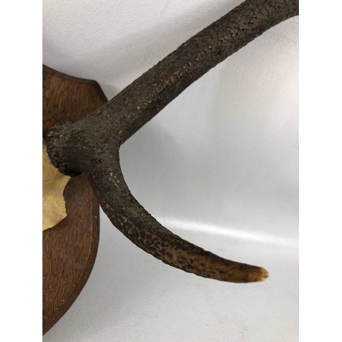 171 - Taxidermy Sporting interest, a pair of dear antlers mounted on a shield with a plaque CULACHY 4th OC... 