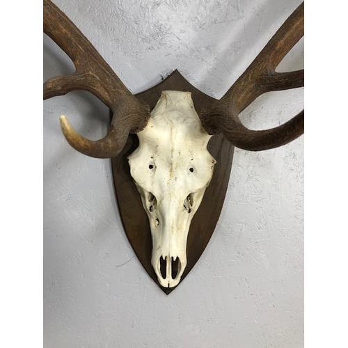 284 - Taxidermy interest, large set of deer antlers and skull mounted on a wooden shield