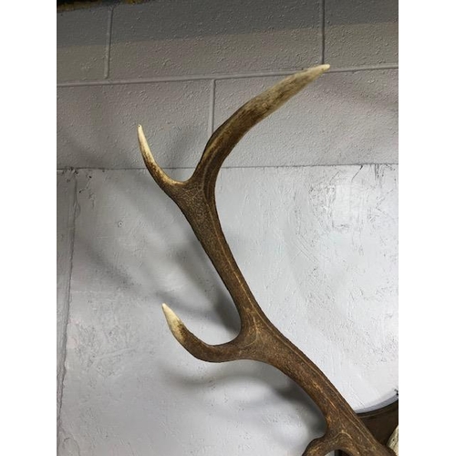 284 - Taxidermy interest, large set of deer antlers and skull mounted on a wooden shield