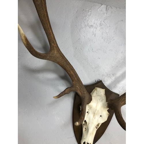 284 - Taxidermy interest, large set of deer antlers and skull mounted on a wooden shield