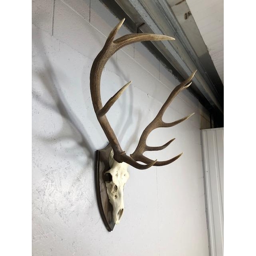 284 - Taxidermy interest, large set of deer antlers and skull mounted on a wooden shield