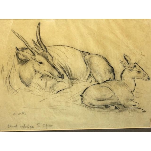 383 - Pencil study titled 'Eland Antelope S. Africa', signed M. Wells, approx 43cm x 31cm