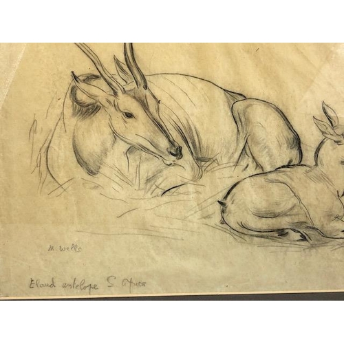 383 - Pencil study titled 'Eland Antelope S. Africa', signed M. Wells, approx 43cm x 31cm