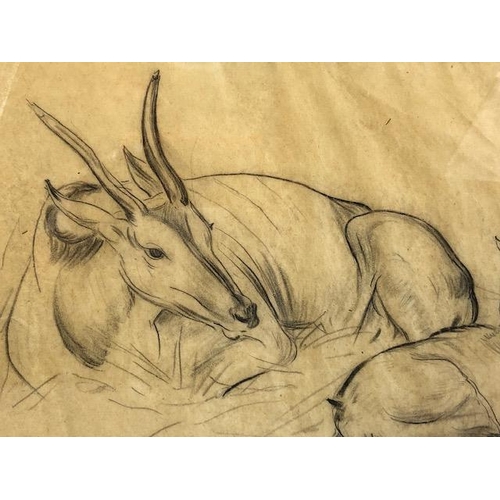 383 - Pencil study titled 'Eland Antelope S. Africa', signed M. Wells, approx 43cm x 31cm