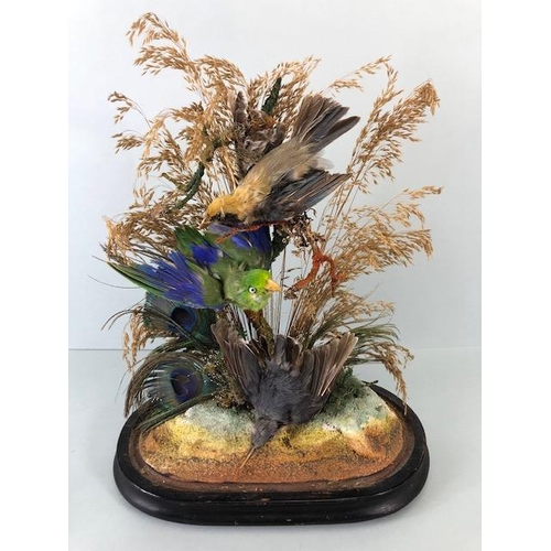 72 - Taxidermy: collection of three Taxidermy small birds in a Naturalistic setting amongst dried grass a... 