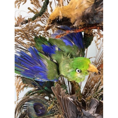 72 - Taxidermy: collection of three Taxidermy small birds in a Naturalistic setting amongst dried grass a... 