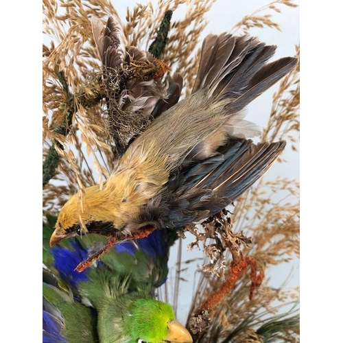 72 - Taxidermy: collection of three Taxidermy small birds in a Naturalistic setting amongst dried grass a... 