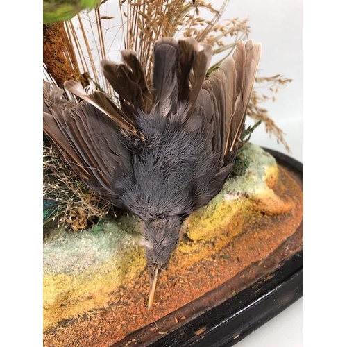 72 - Taxidermy: collection of three Taxidermy small birds in a Naturalistic setting amongst dried grass a... 