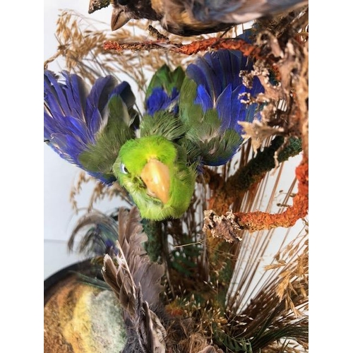 72 - Taxidermy: collection of three Taxidermy small birds in a Naturalistic setting amongst dried grass a... 