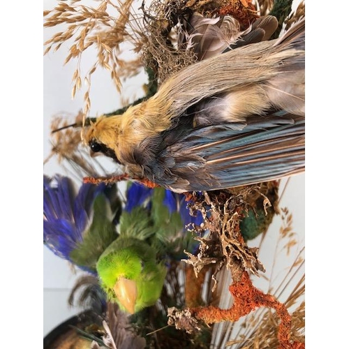 72 - Taxidermy: collection of three Taxidermy small birds in a Naturalistic setting amongst dried grass a... 