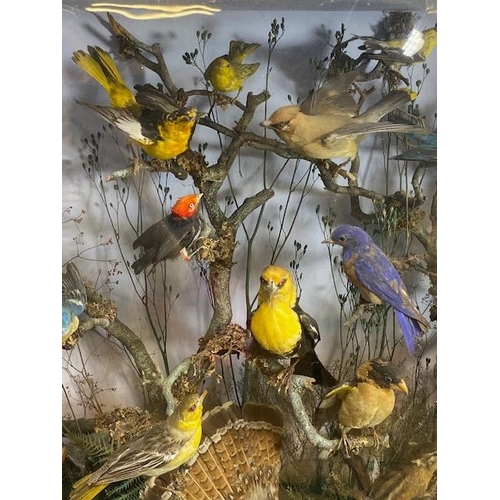 116 - Taxidermy: A large Taxidermy display of over thirty birds and animals in a naturalistic scene with c... 