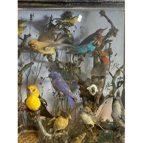 116 - Taxidermy: A large Taxidermy display of over thirty birds and animals in a naturalistic scene with c... 