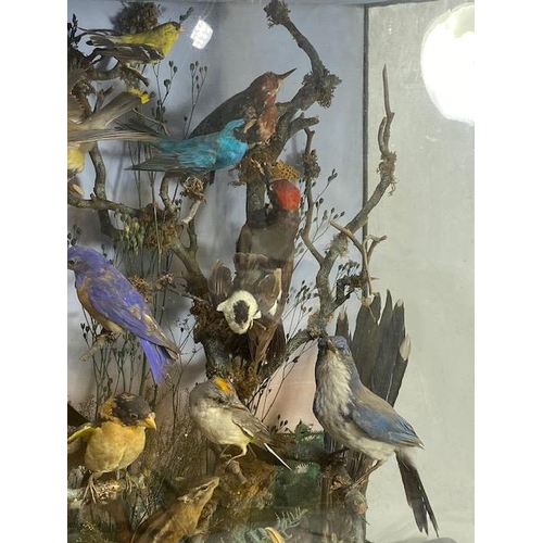 116 - Taxidermy: A large Taxidermy display of over thirty birds and animals in a naturalistic scene with c... 