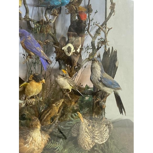 116 - Taxidermy: A large Taxidermy display of over thirty birds and animals in a naturalistic scene with c... 