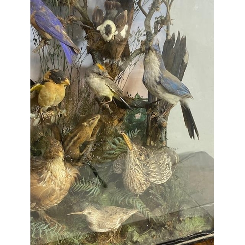 116 - Taxidermy: A large Taxidermy display of over thirty birds and animals in a naturalistic scene with c... 