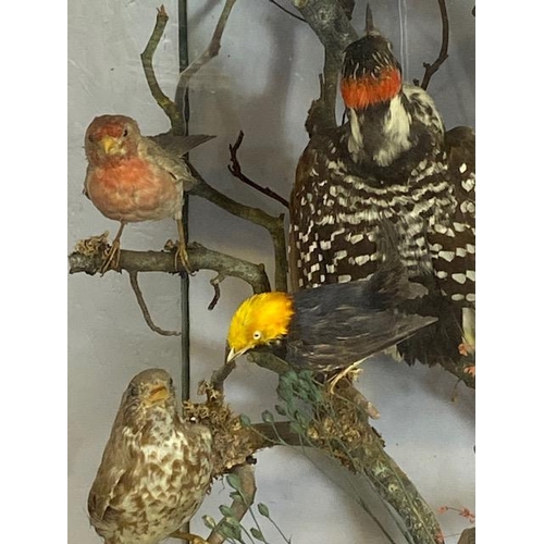 116 - Taxidermy: A large Taxidermy display of over thirty birds and animals in a naturalistic scene with c... 