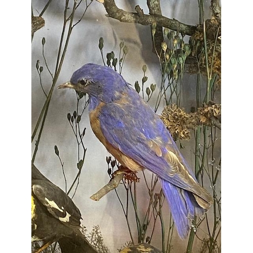 116 - Taxidermy: A large Taxidermy display of over thirty birds and animals in a naturalistic scene with c... 